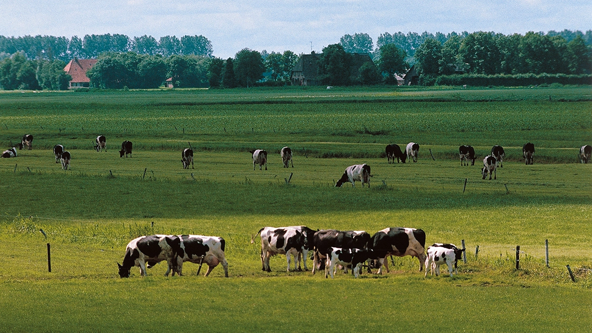 Netherlands Farm