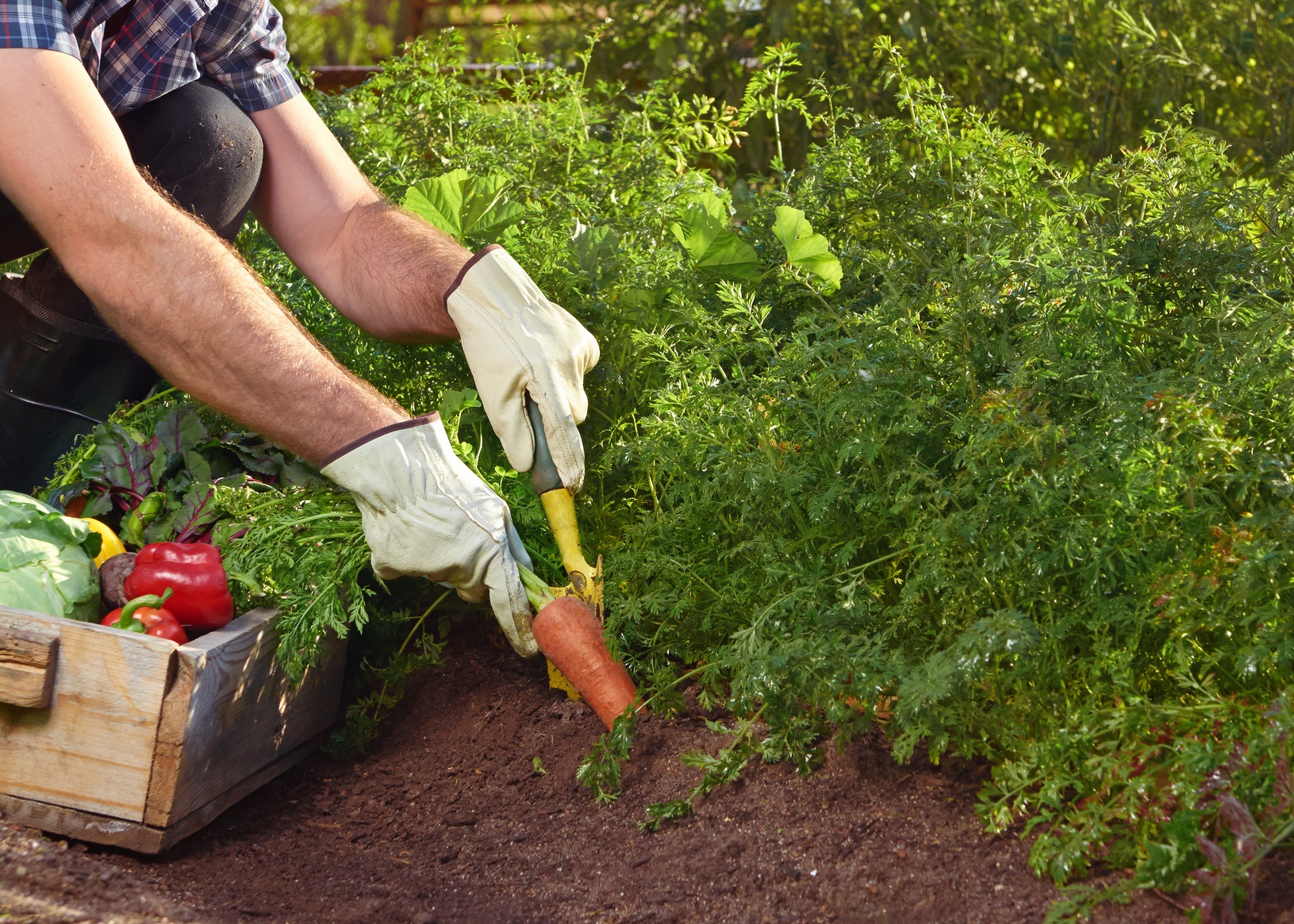 Growing carrots